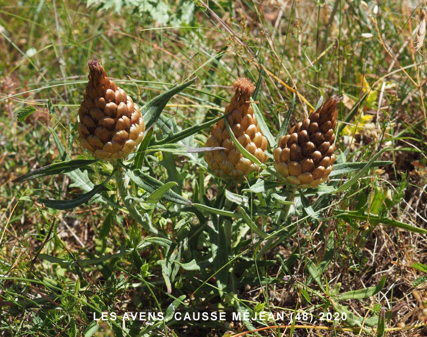 Knapweed, Cone plant